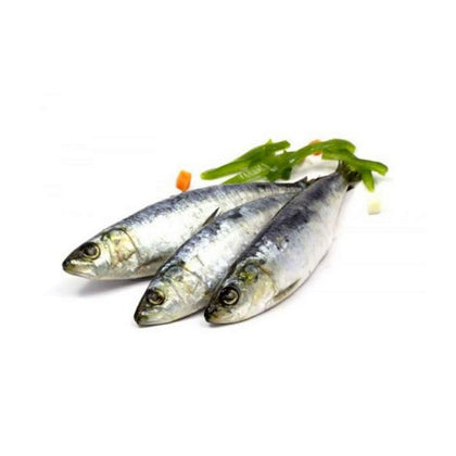 PORTUGESE SARDINES 1kg