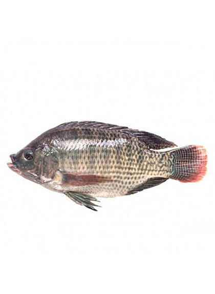 TILAPIA CLEAN 10kg